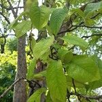 Pseudocydonia sinensis