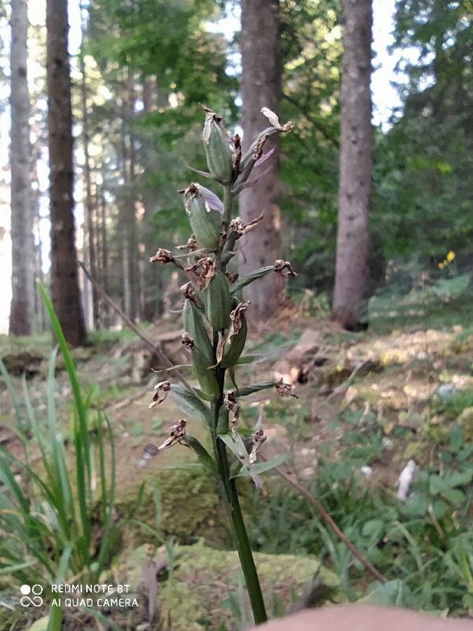 Dactylorhiza fuchsii fruit
