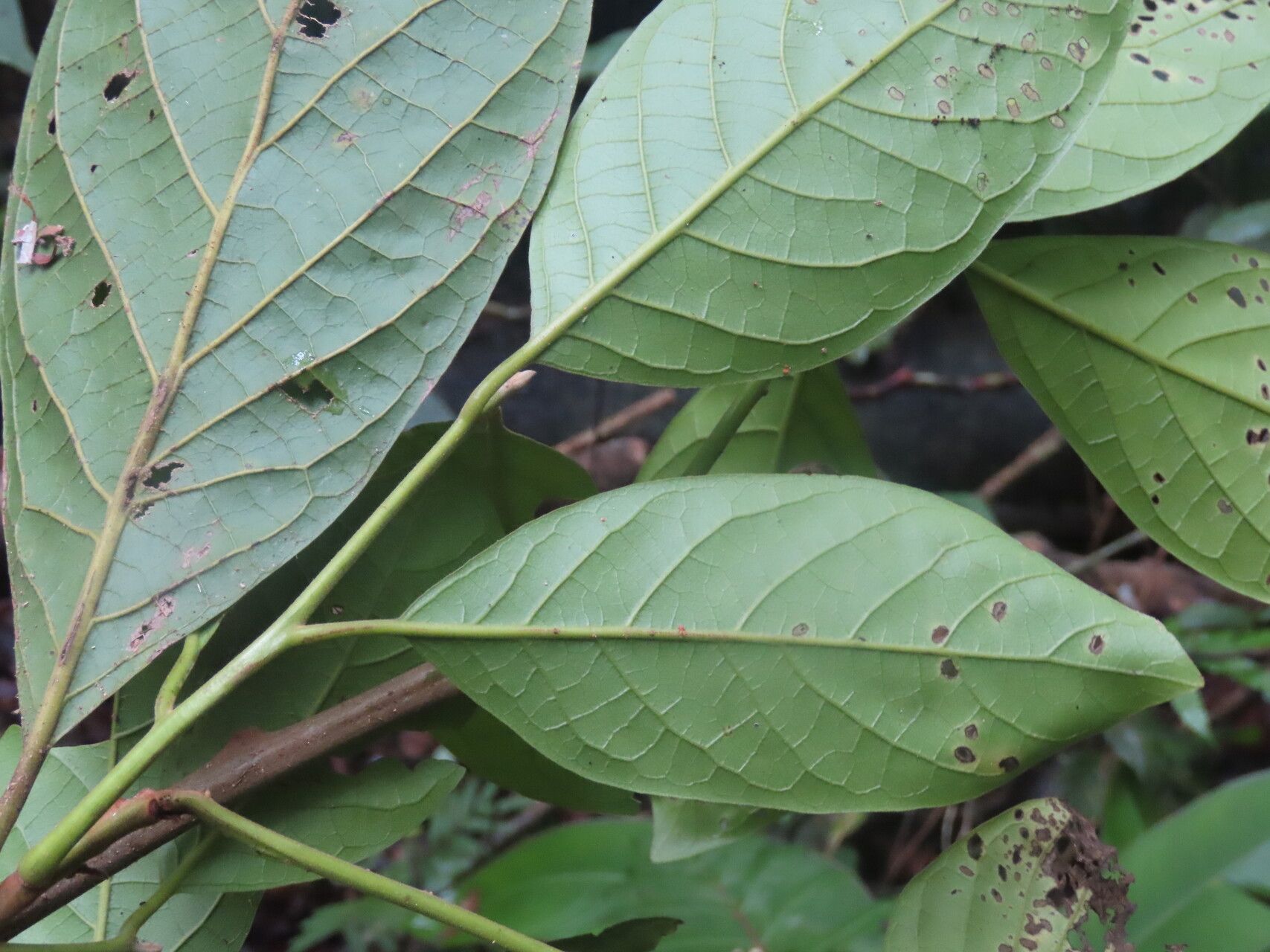Ocotea macropoda leaf