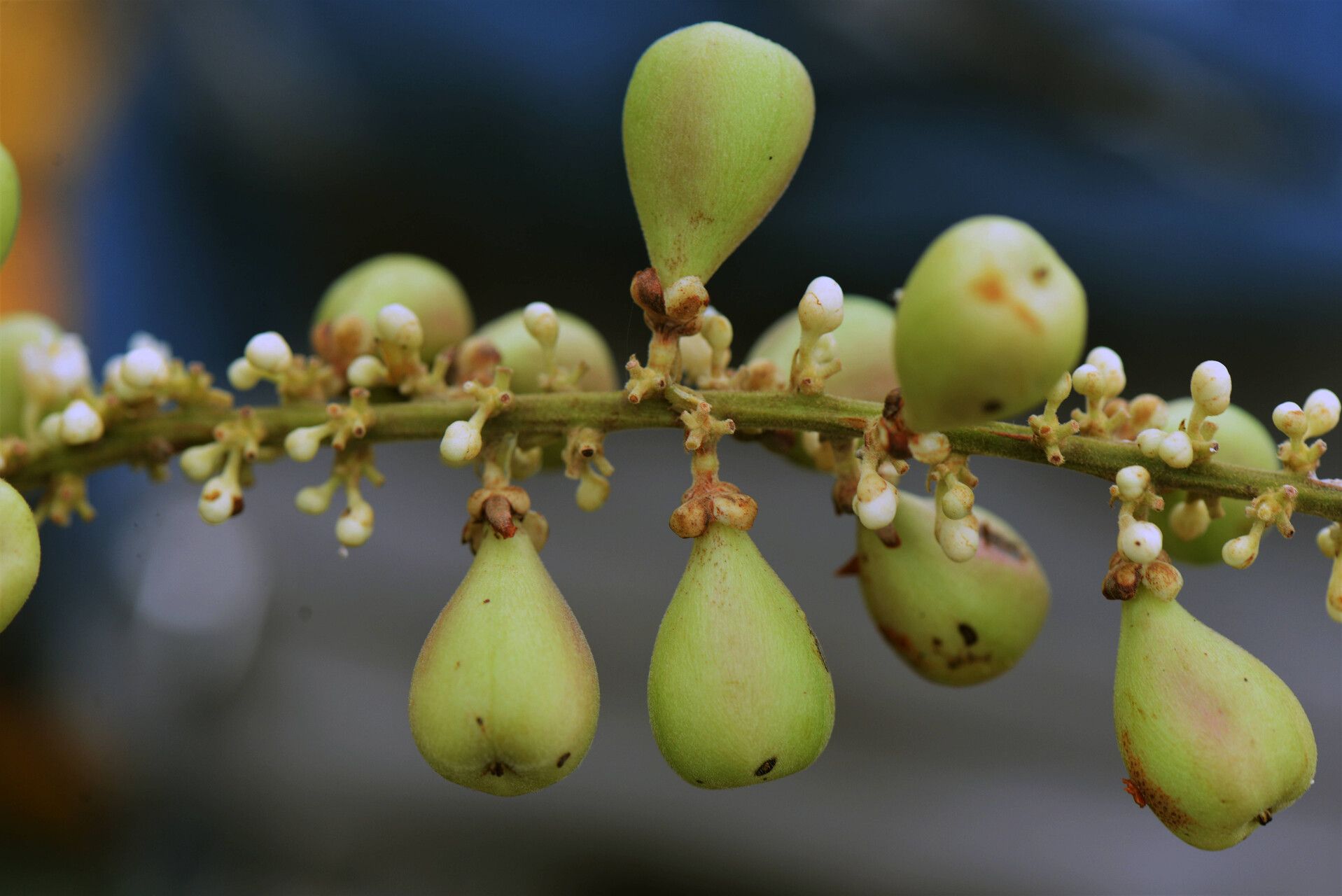 Paullinia imberbis fruit
