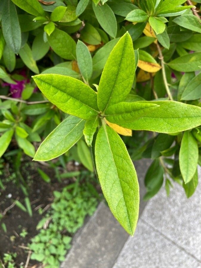 Rhododendron × pulchrum — clay tolerant houseplant