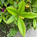 Rhododendron × pulchrum