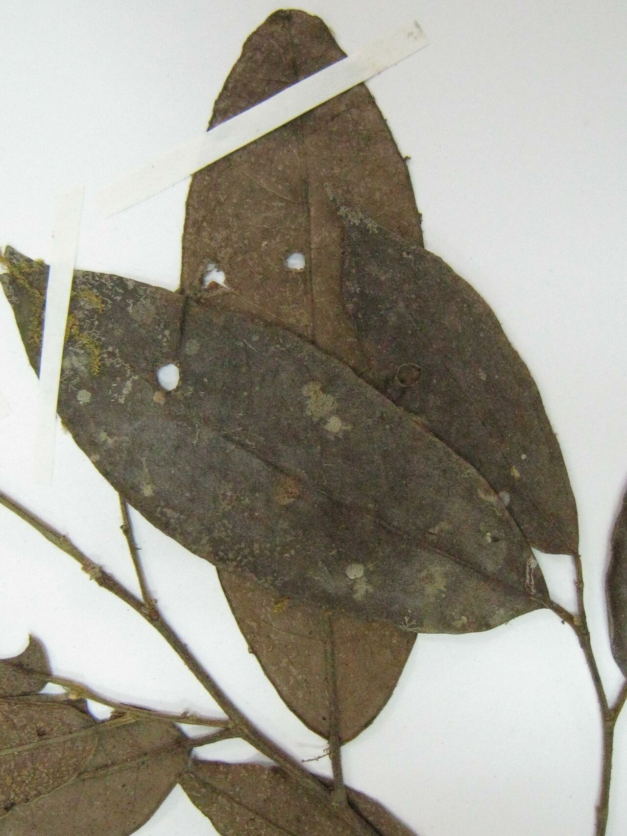 Tapura singularis other