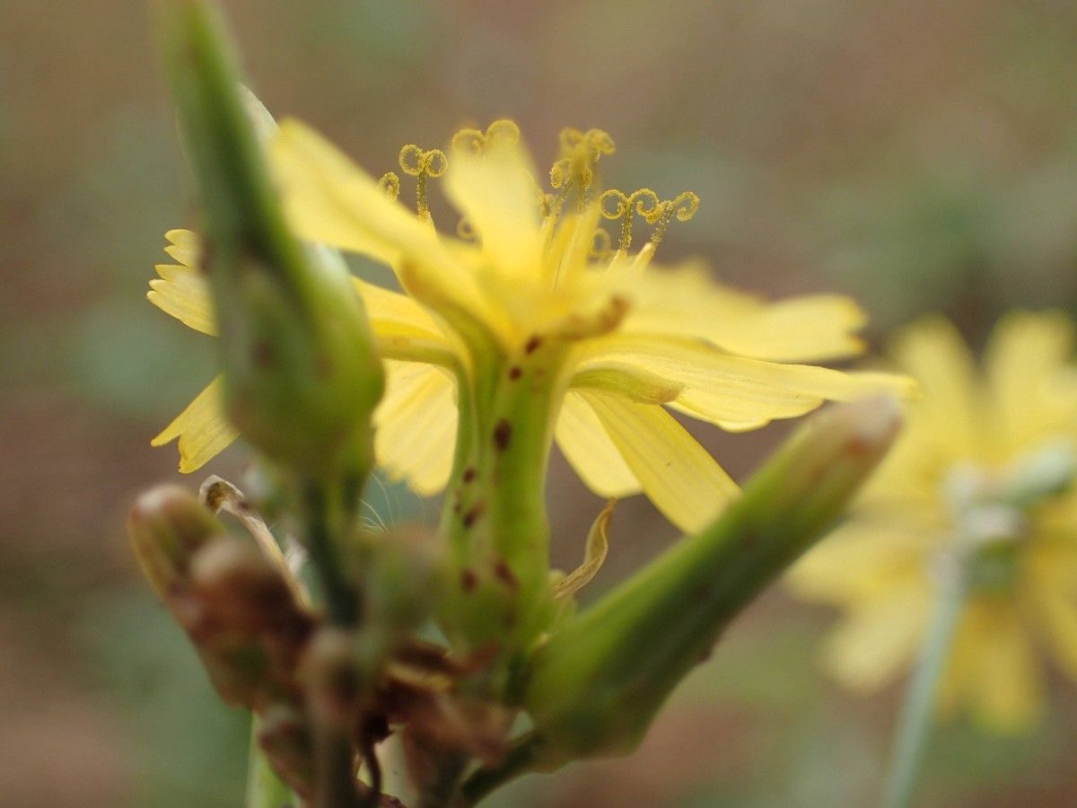 Launaea taraxacifolia flower