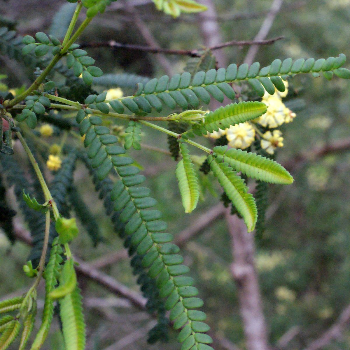 Acacia pentadenia — houseplant care guide