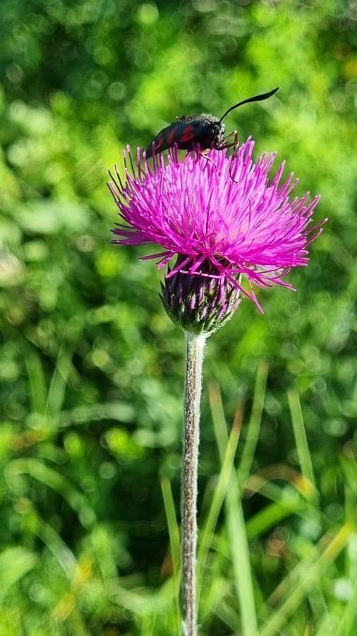 Cirsium pannonicum flower