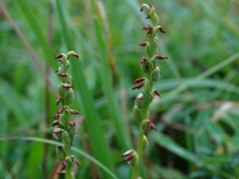 Herminium monorchis fruit