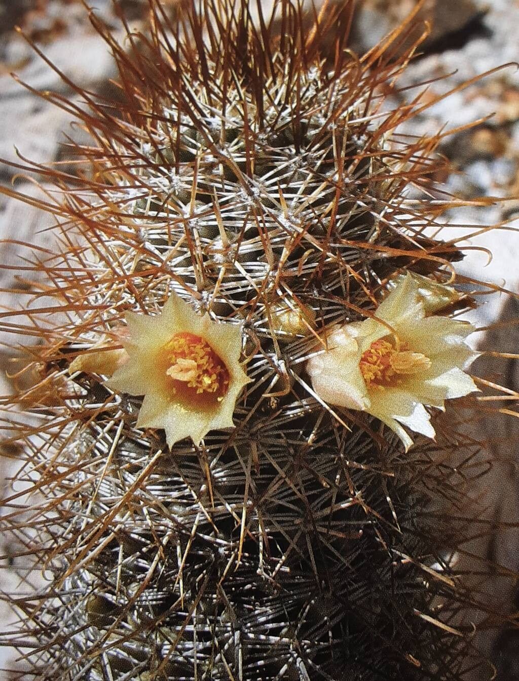 Cochemiea armillata — related species from the same genus