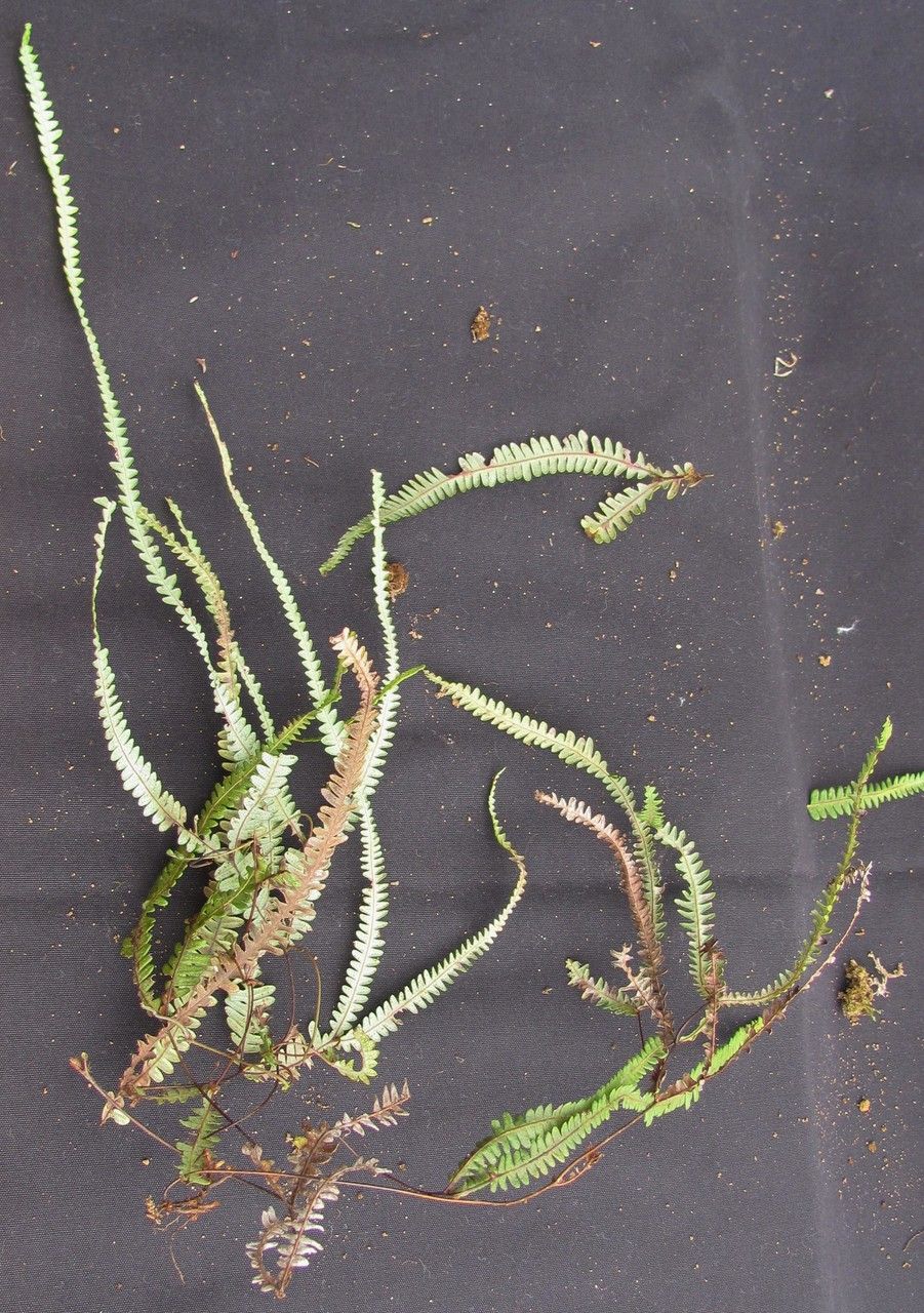 Sticherus hypoleucus — houseplant care guide