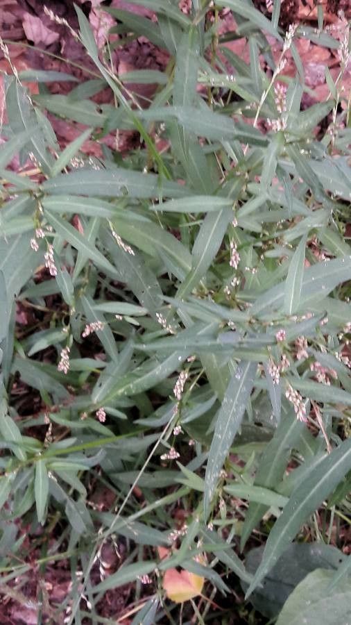 Persicaria minor flower