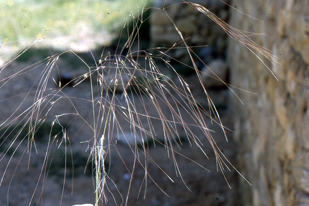 Stipa parviflora flower