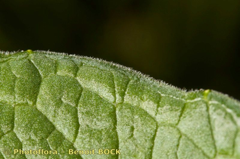 Knautia lebrunii — search result for 'Knautia'