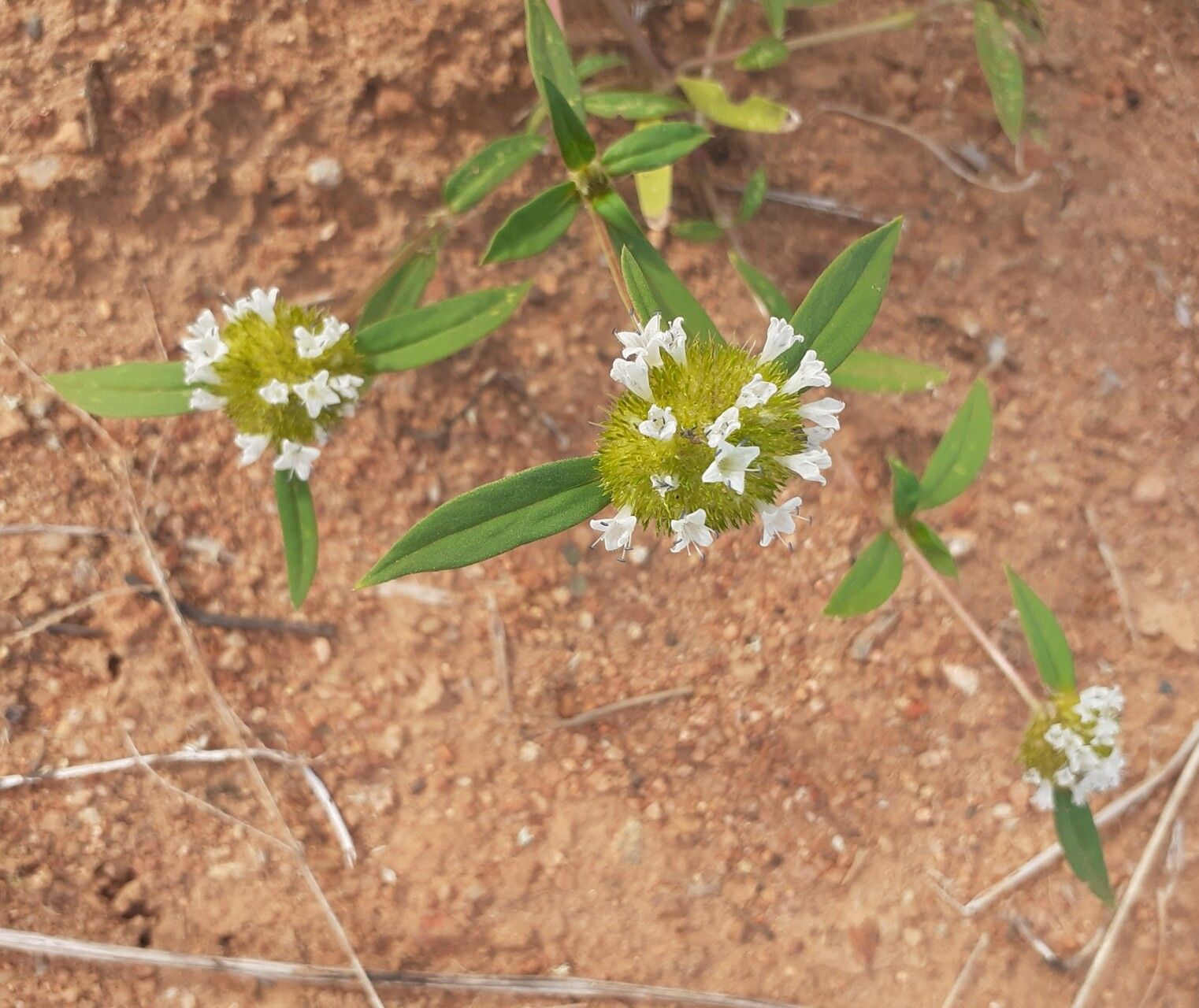 Spermacoce scabiosoides flower