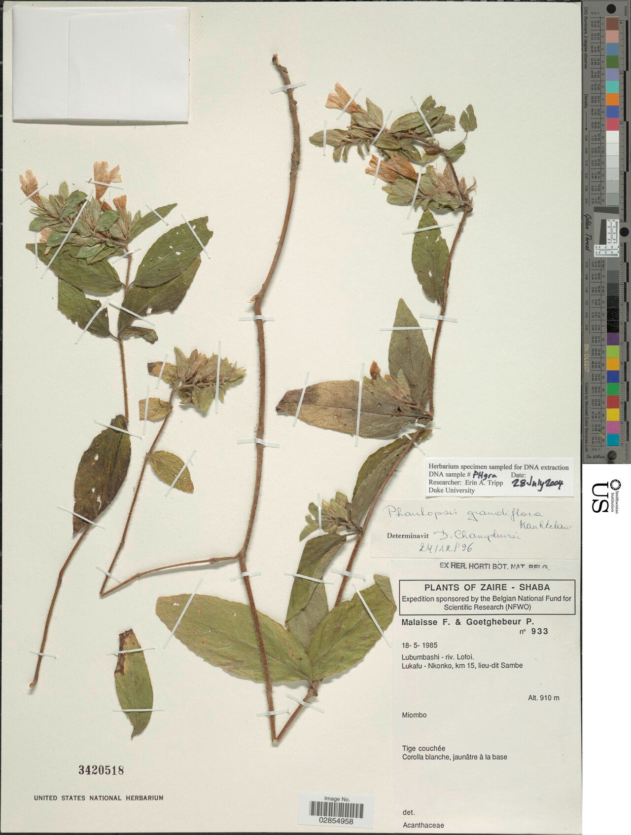 Phaulopsis grandiflora — related species from the same genus