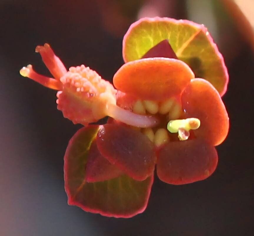 Euphorbia dimorphocaulon — houseplant care guide