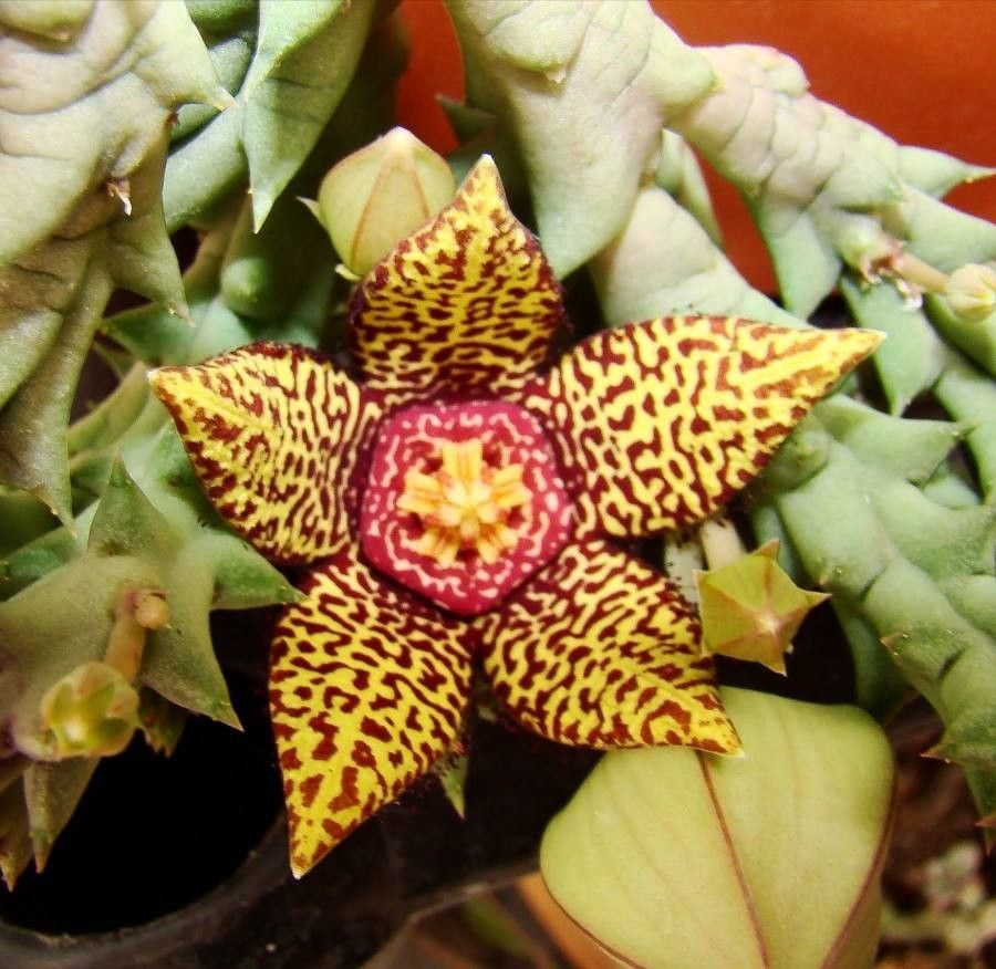 Orbea speciosa flower