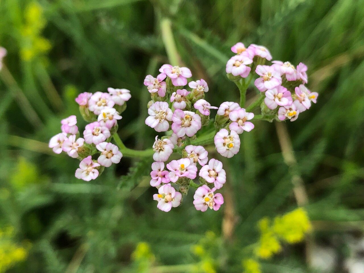 Achillea roseo-alba flower