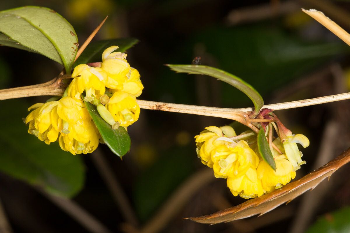 Berberis verruculosa flower