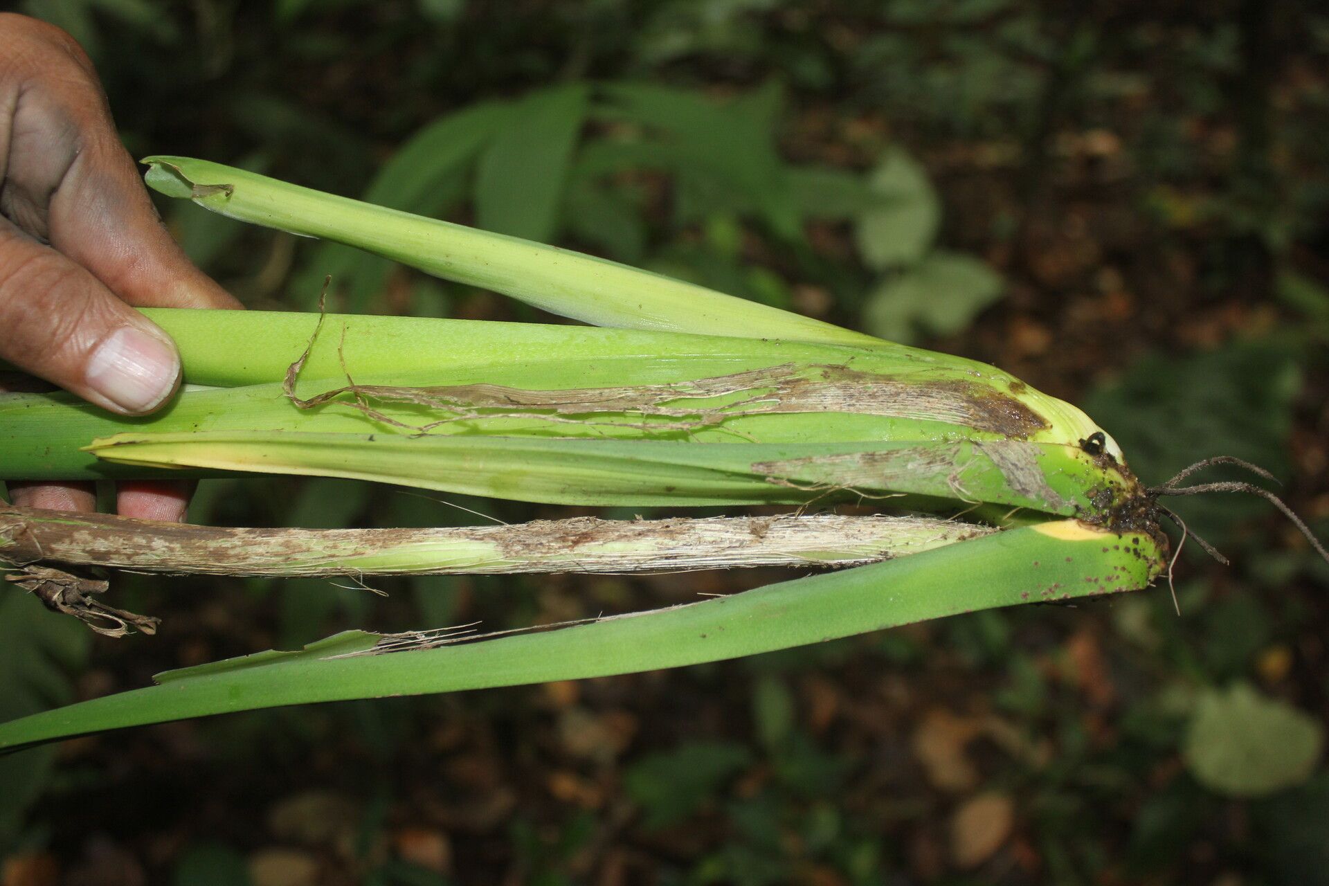 Monstera oreophila — houseplant care guide