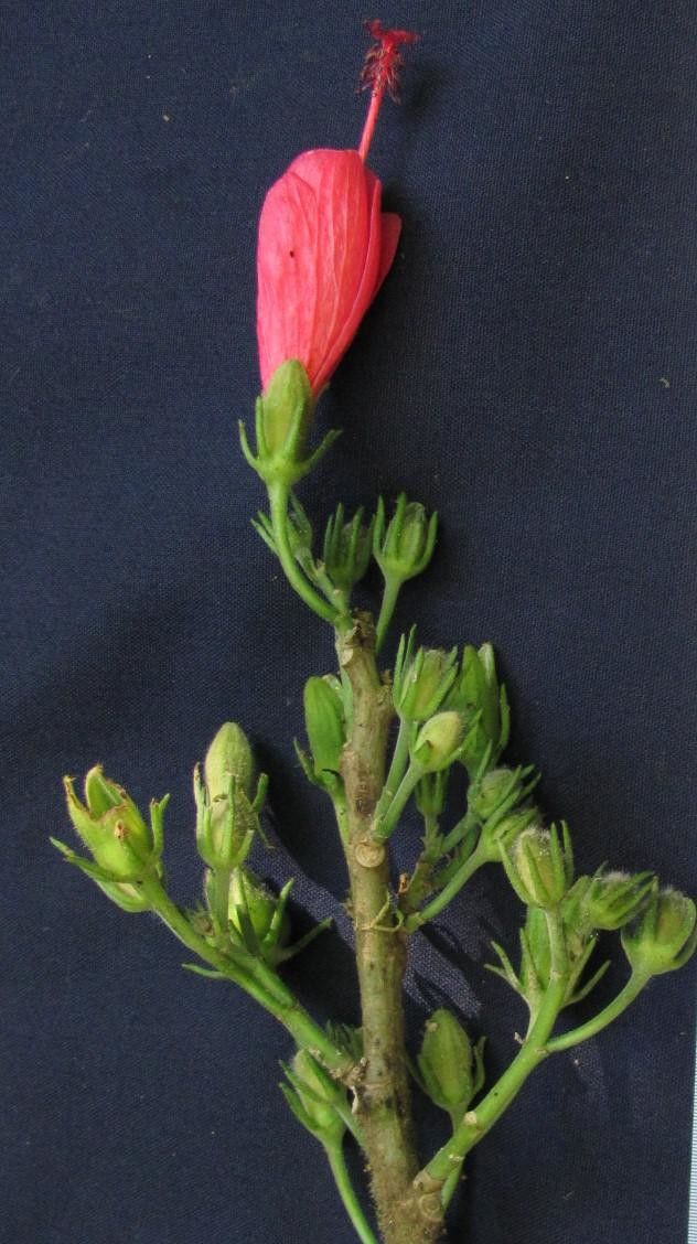 Malvaviscus achanioides other