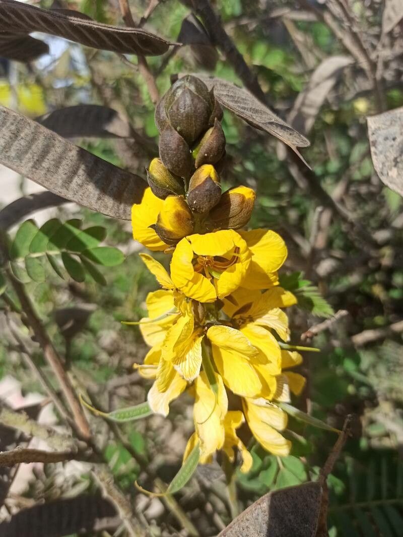Senna didymobotrya flower