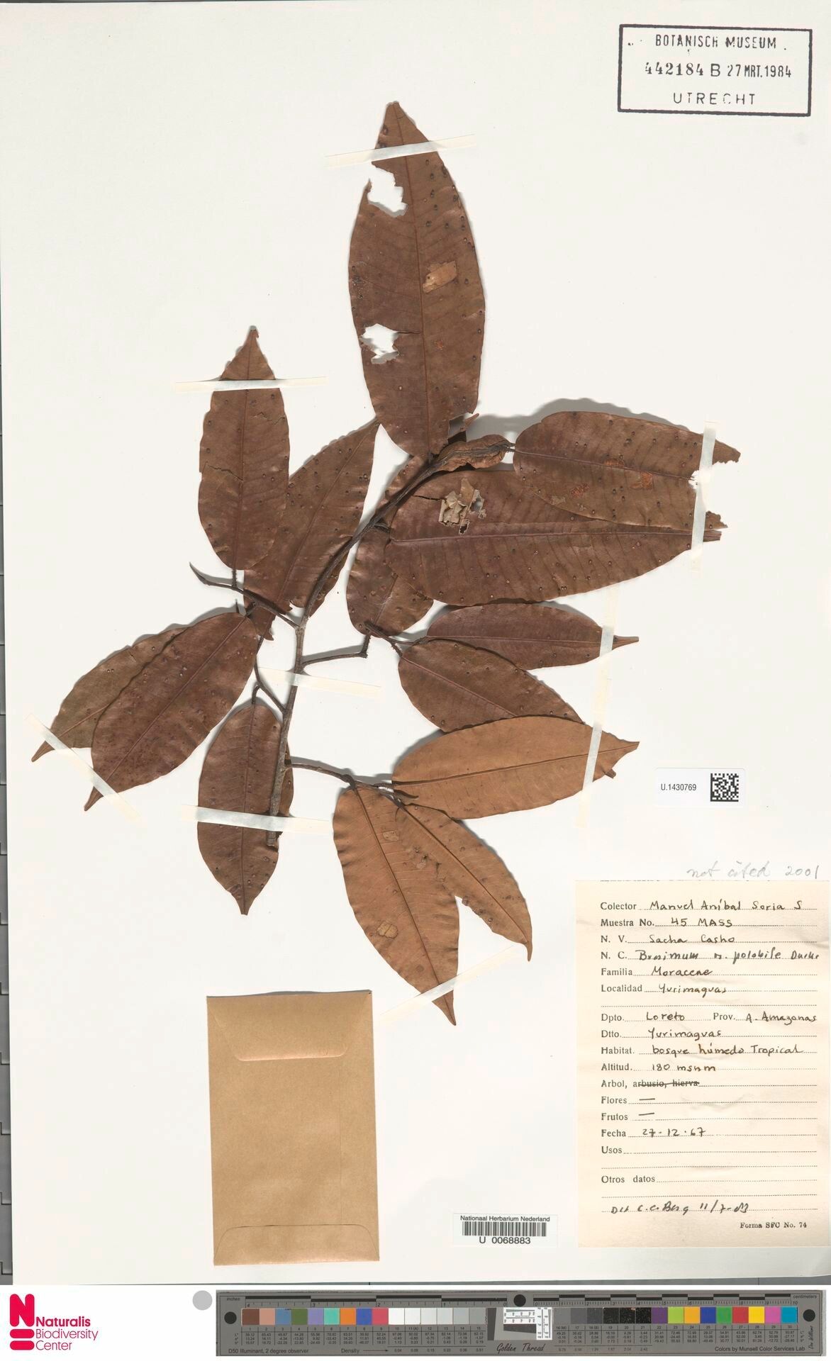 Brosimum potabile — search result for 'Brosimum'