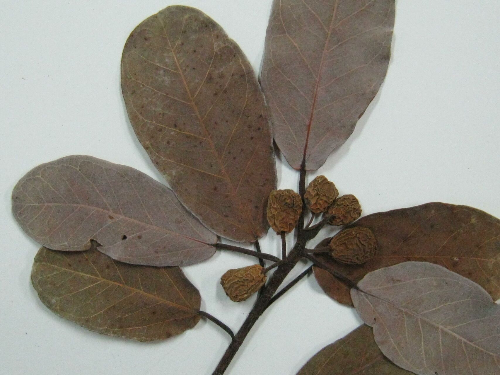 Ficus pakkensis other