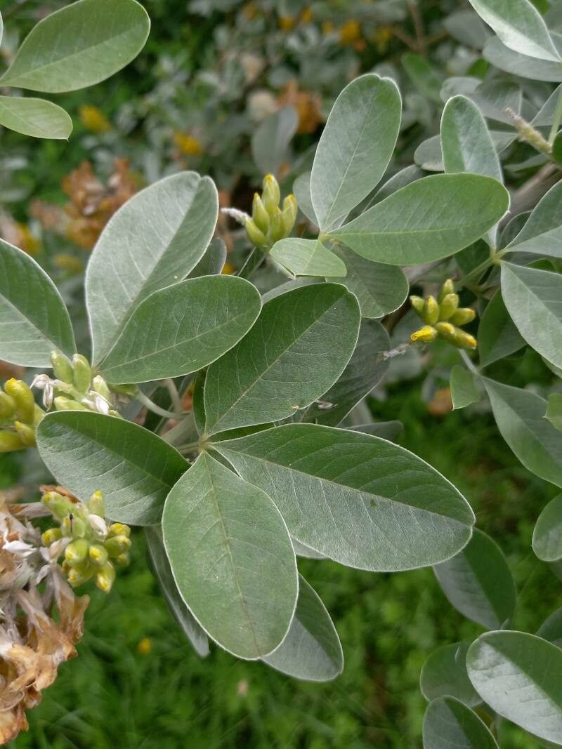 Argyrocytisus battandieri leaf