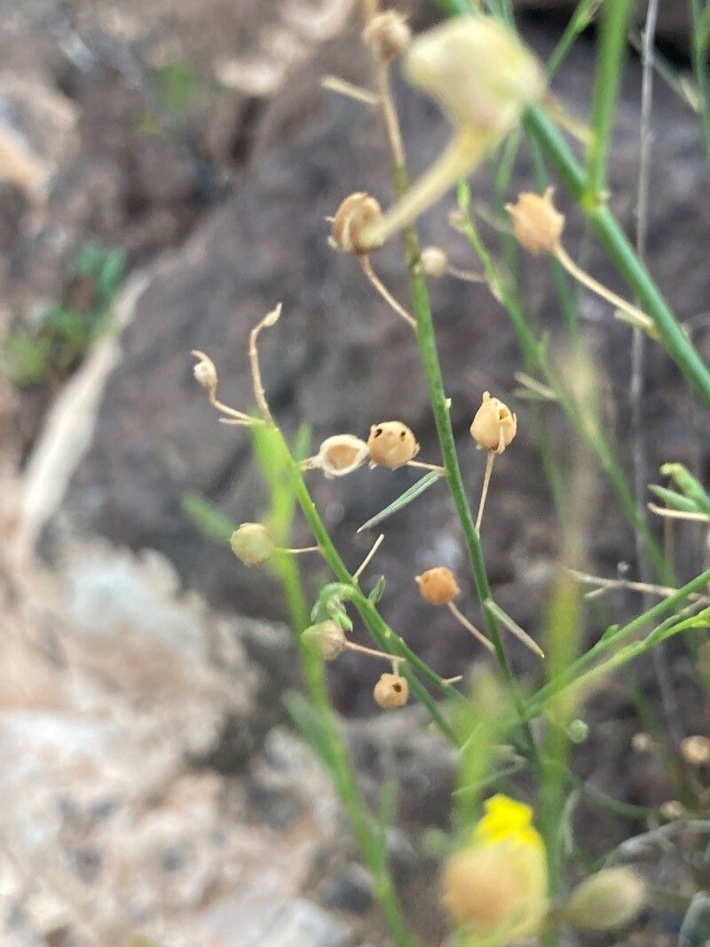 Kickxia scoparia fruit