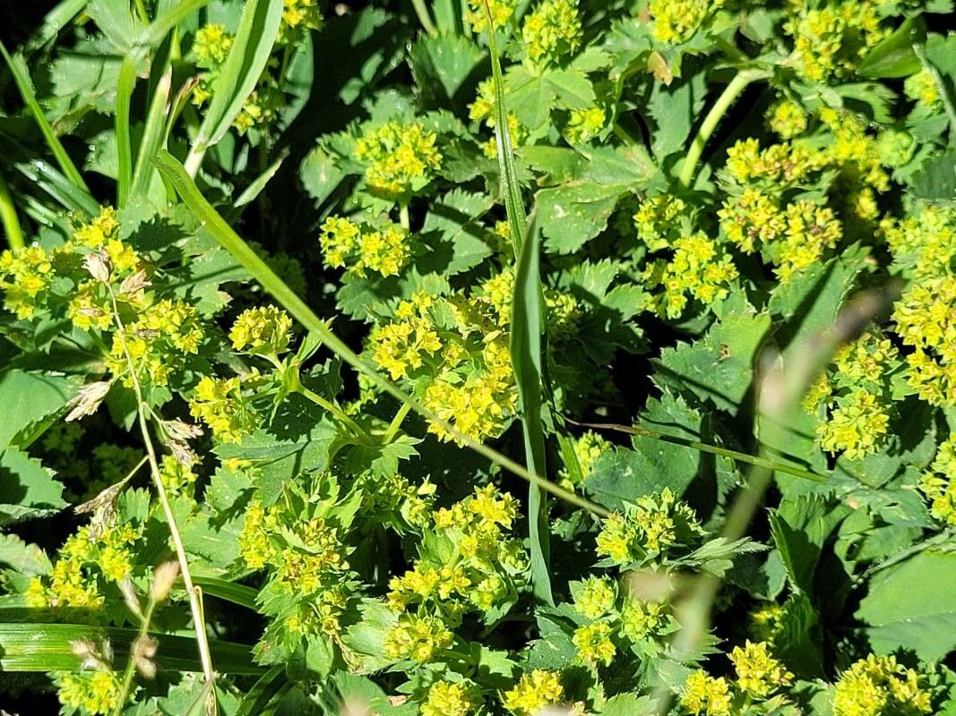 Alchemilla inconcinna flower