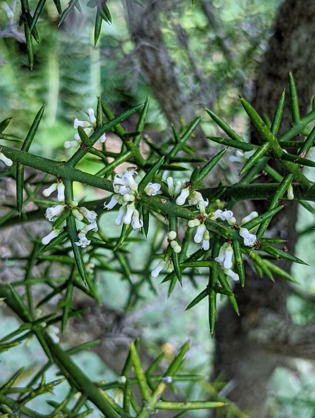 Colletia hystrix flower