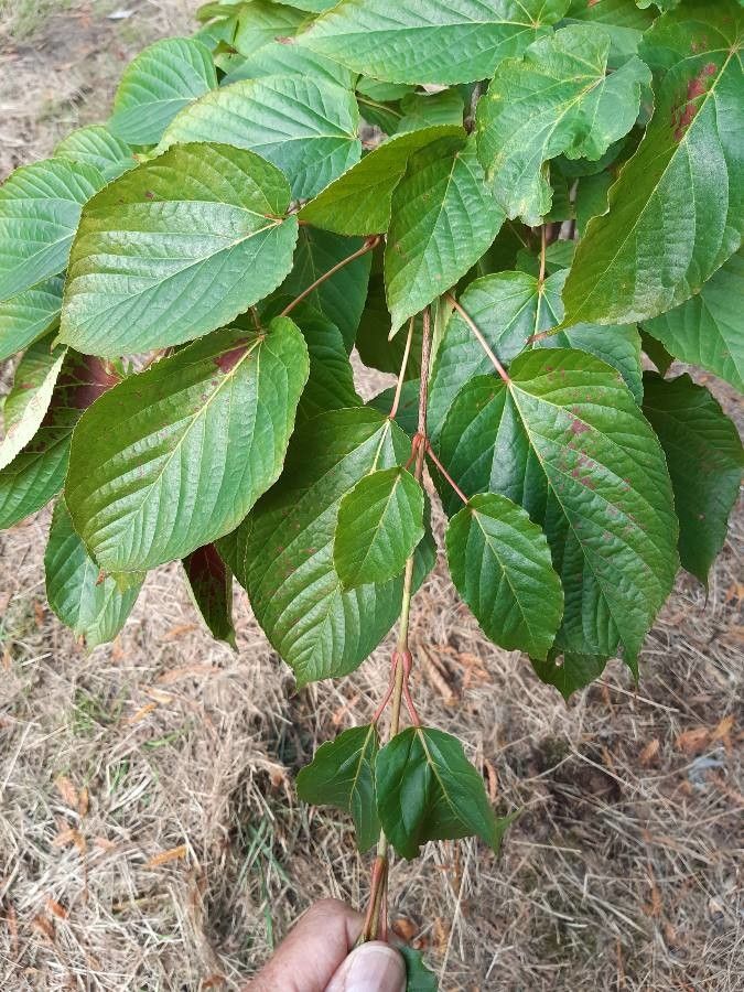 Acer distylum — search result for 'Sapindaceae'