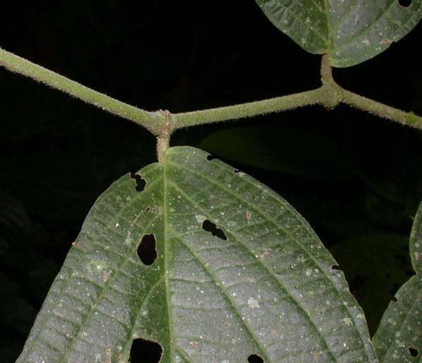 Piper scintillans leaf