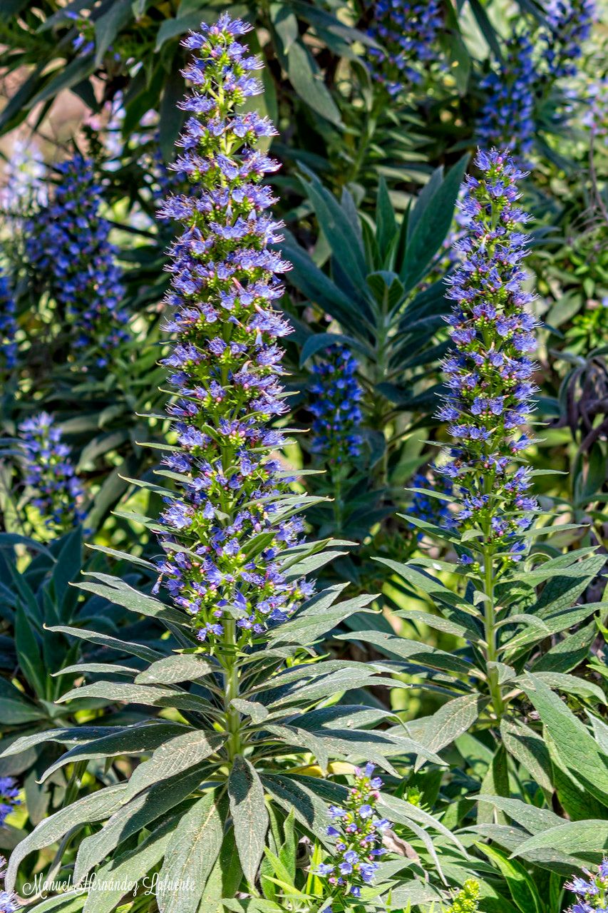 Echium callithyrsum habit