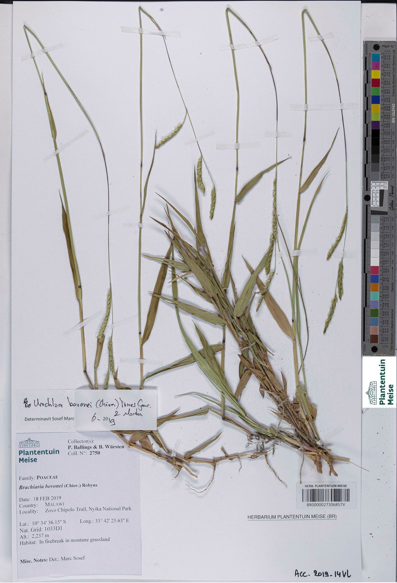 Urochloa bovonei — related species from the same genus