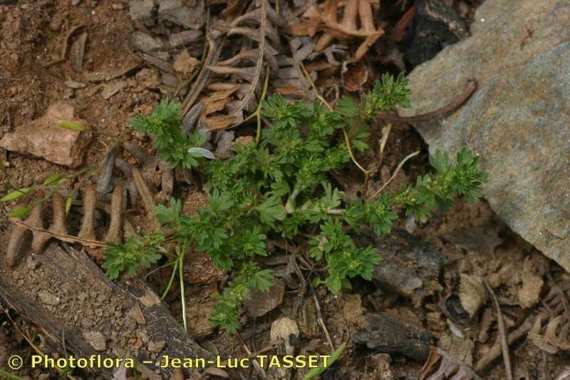 Aphanes floribunda — related species from the same genus