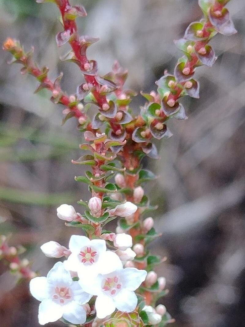 Epacris microphylla leaf