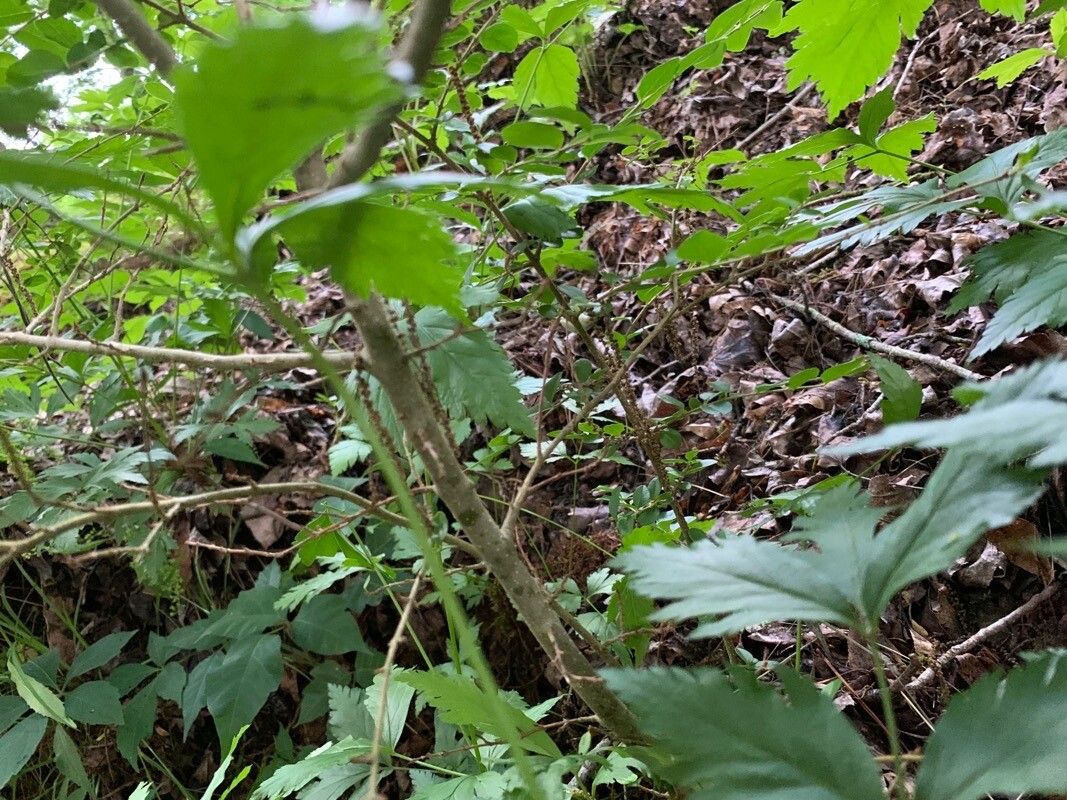Xanthorhiza simplicissima bark