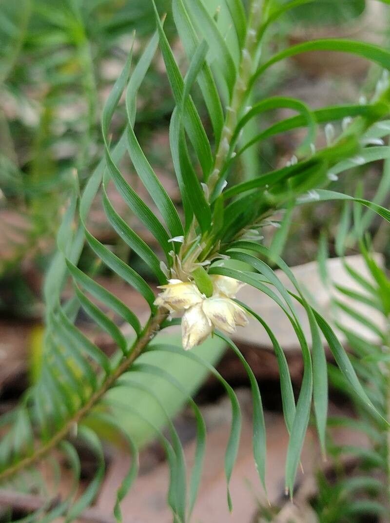 Lomandra obliqua flower