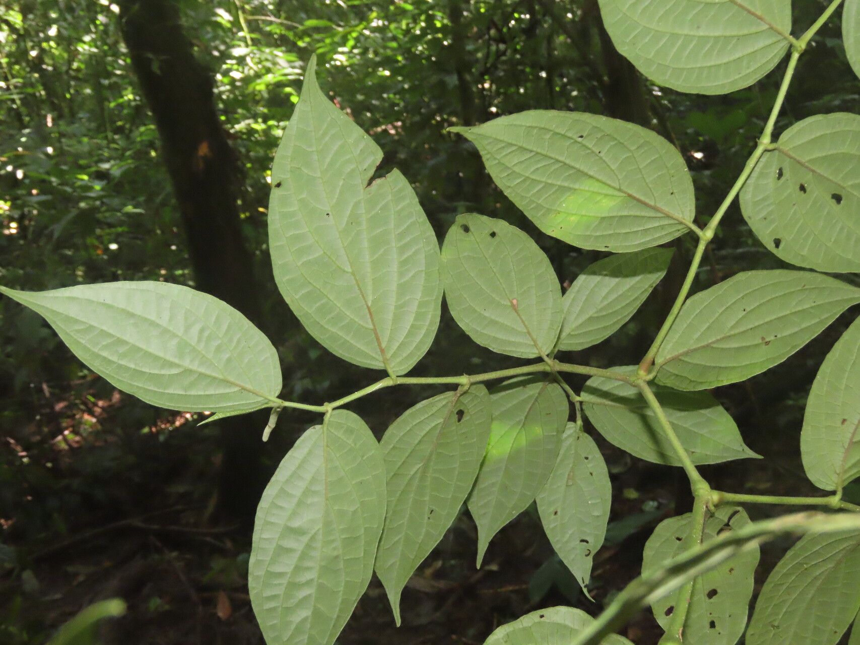 Piper curvipilum leaf