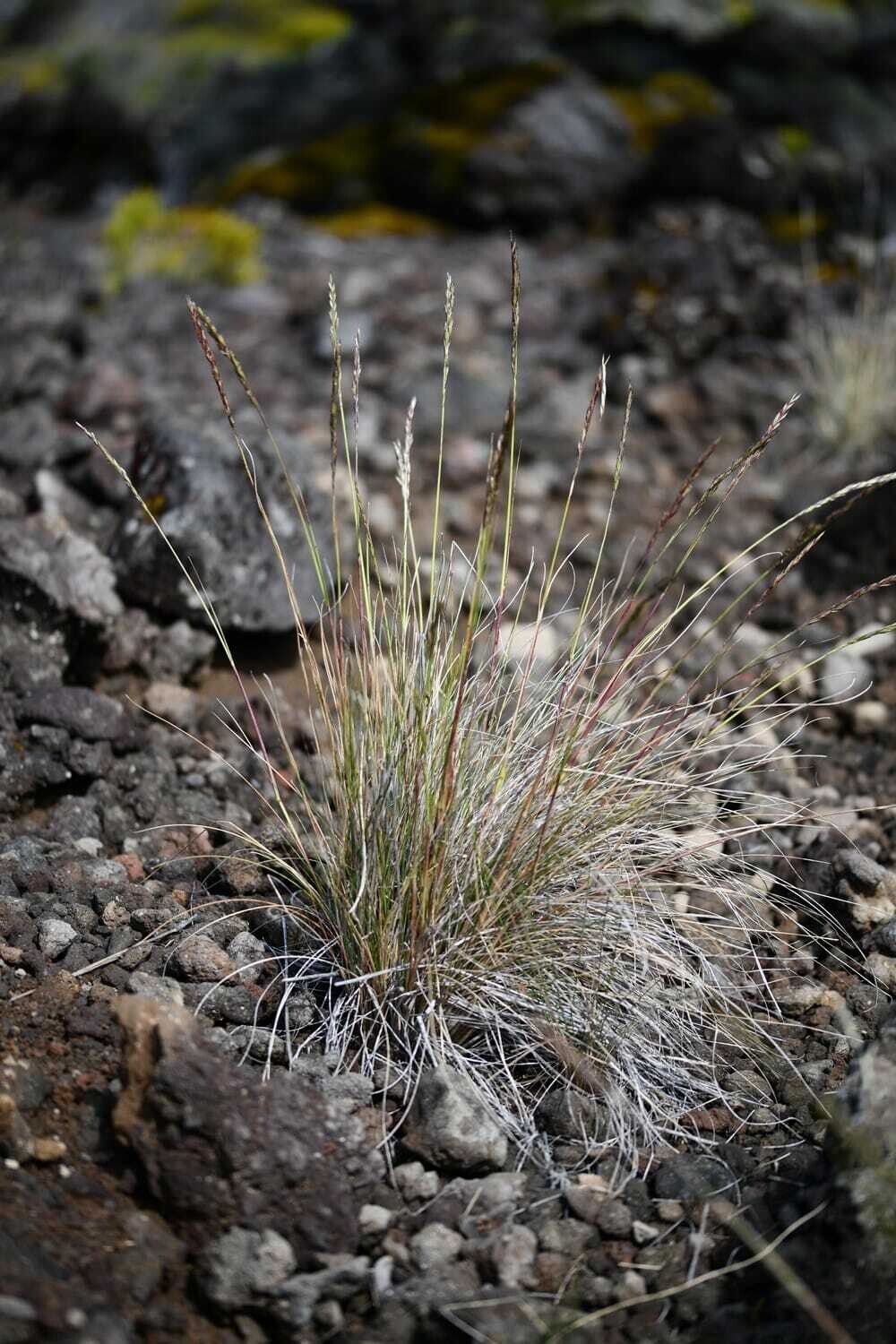 Festuca borbonica — houseplant care guide