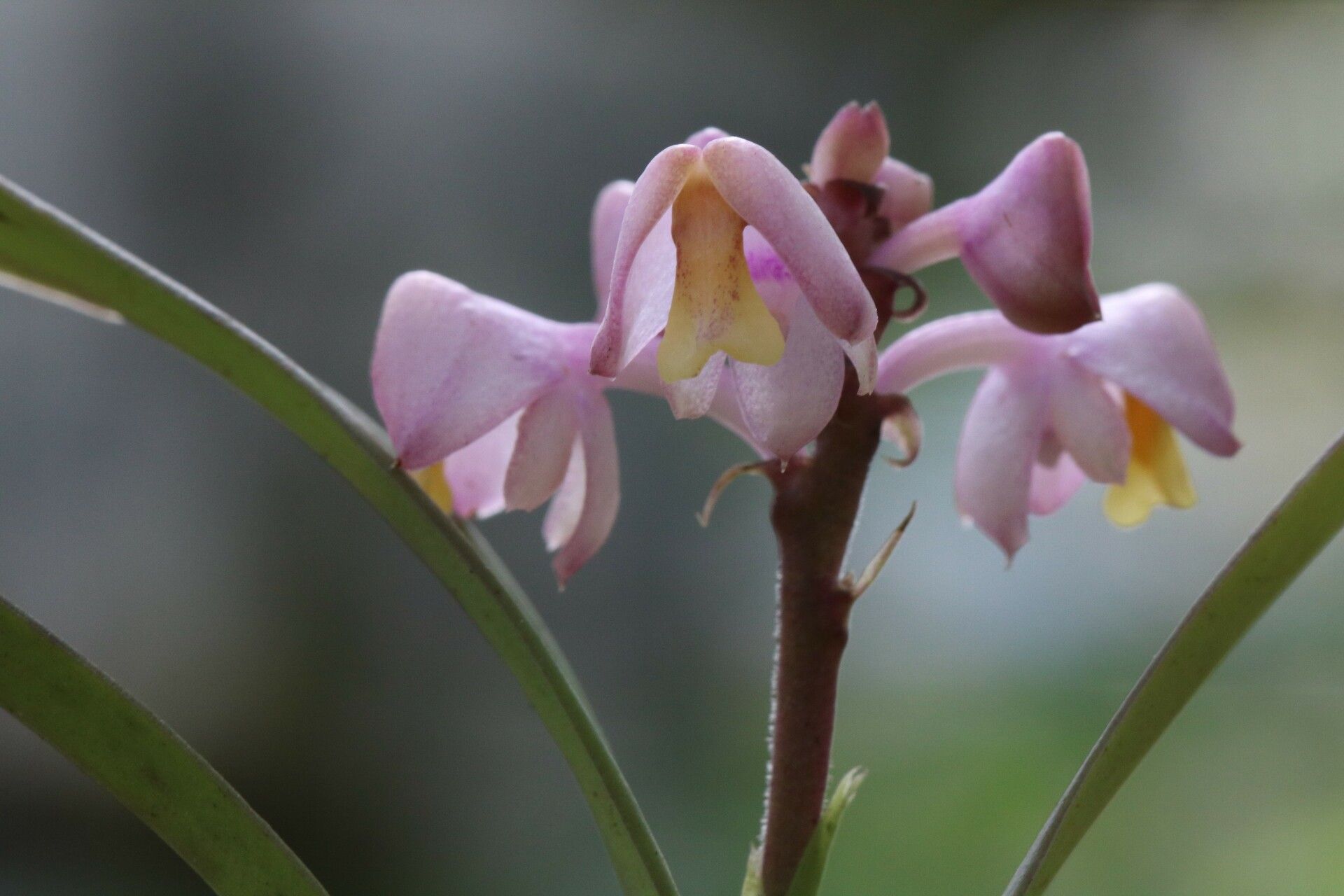 Polystachya rhodoptera — houseplant care guide