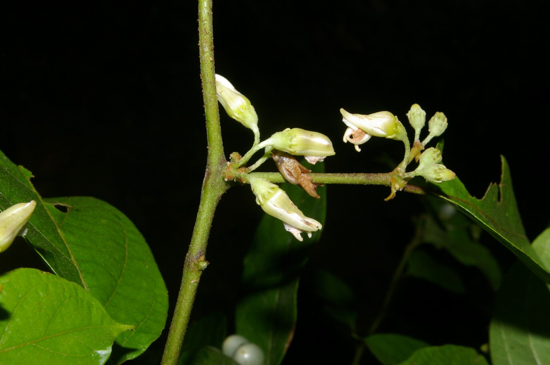 Lycianthes multiflora flower