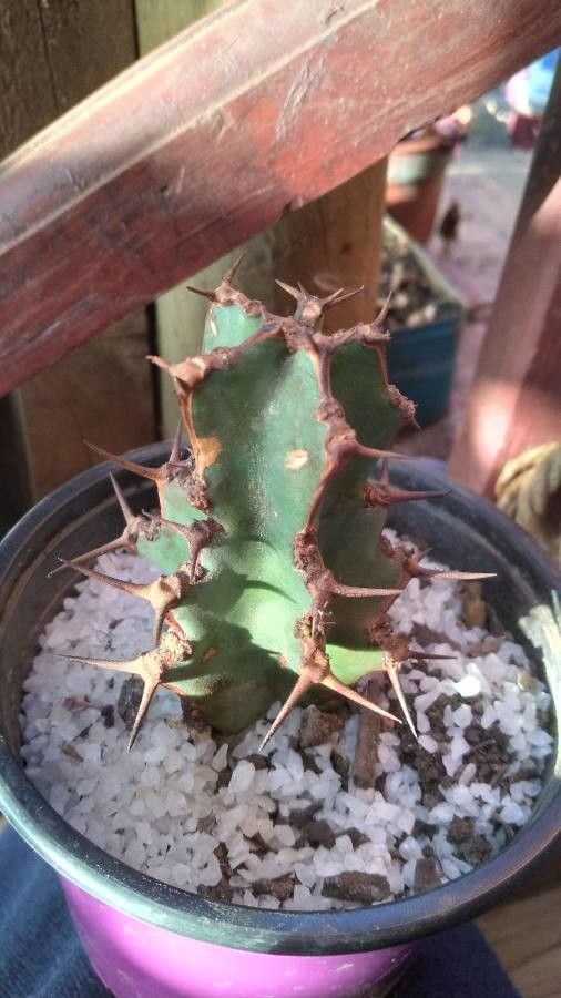 Euphorbia ledienii bark