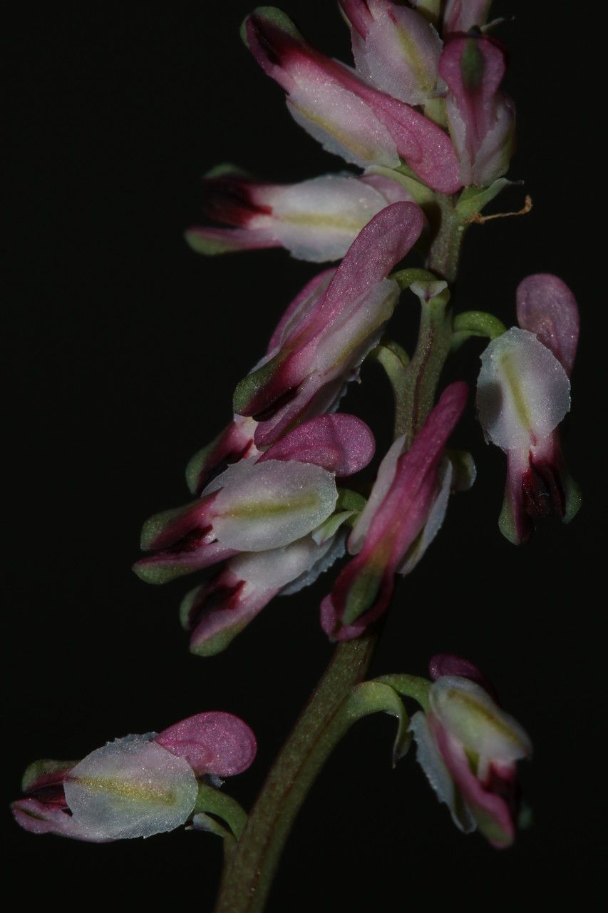 Fumaria kralikii flower