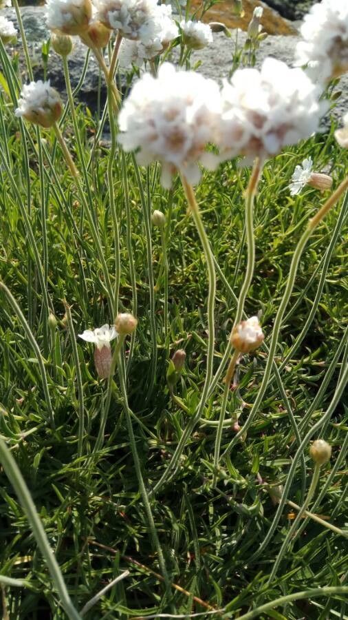 Armeria ruscinonensis bark