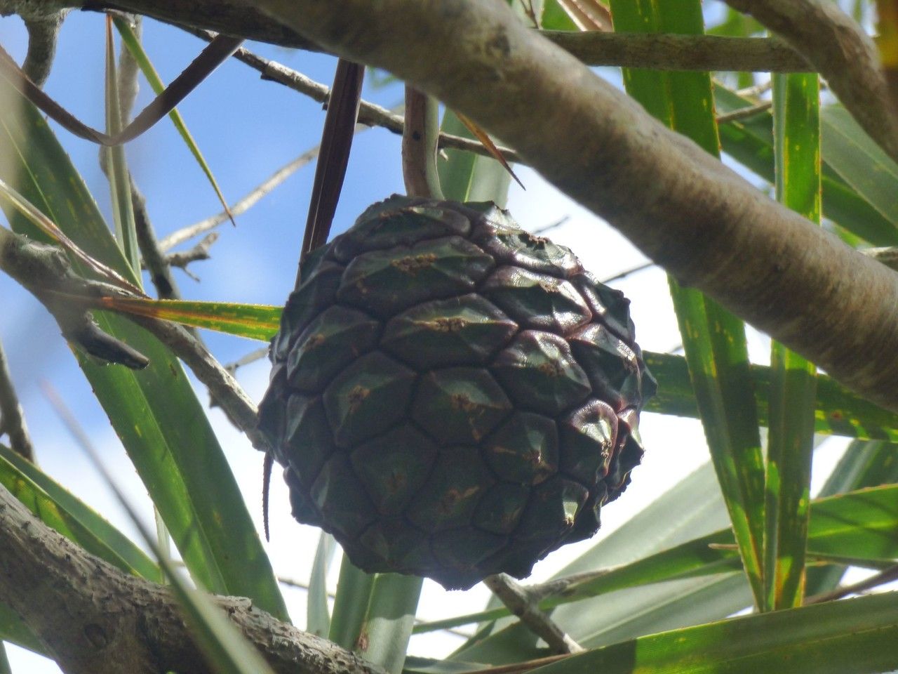 Pandanus purpurascens fruit