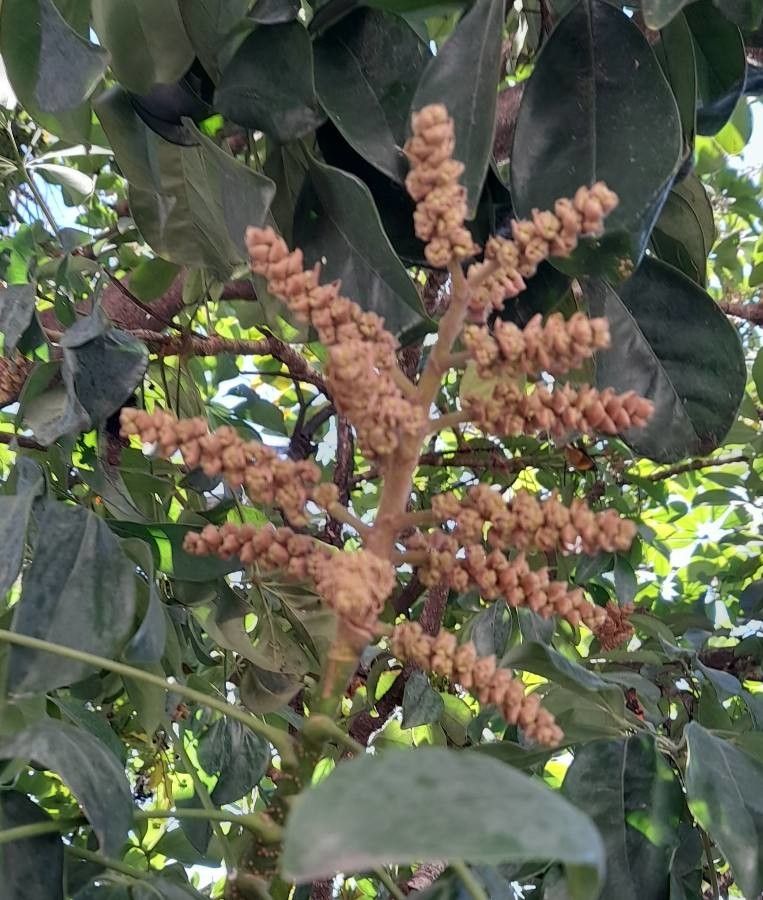 Heptapleurum heptaphyllum flower