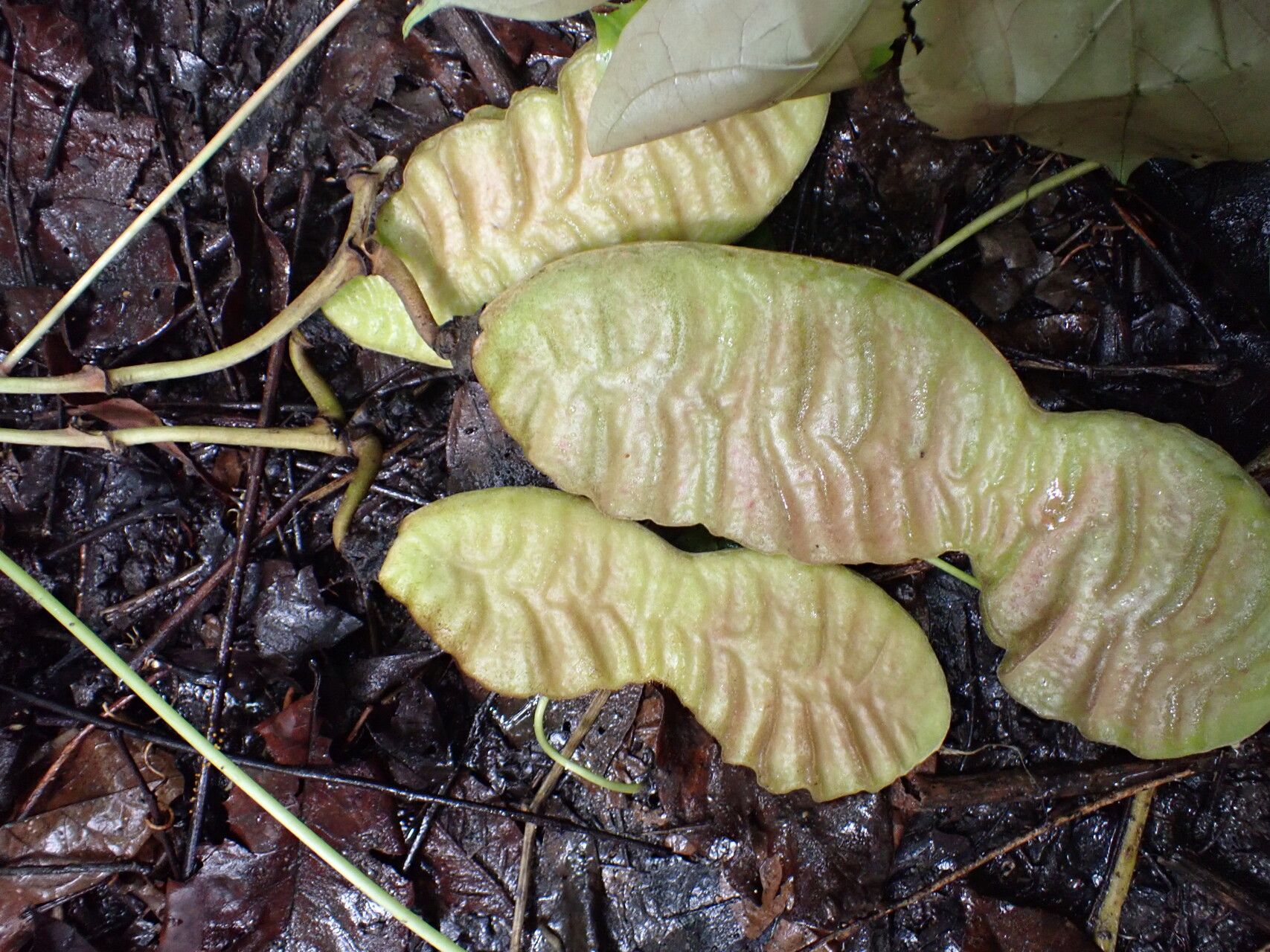 Mucuna flagellipes fruit