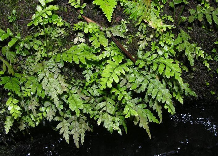 Asplenium hostmannii — houseplant care guide